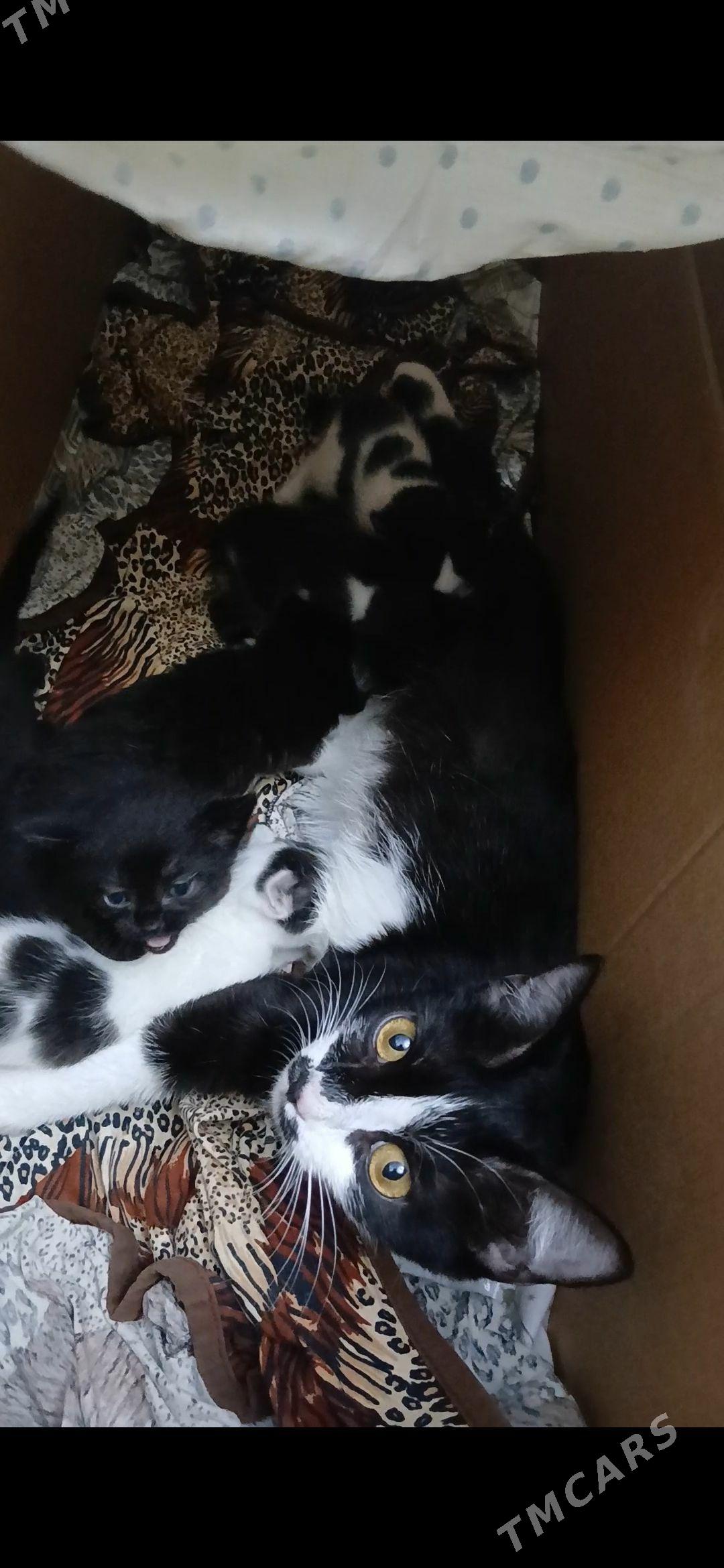 котята в добрые руки - Ашхабад - img 1