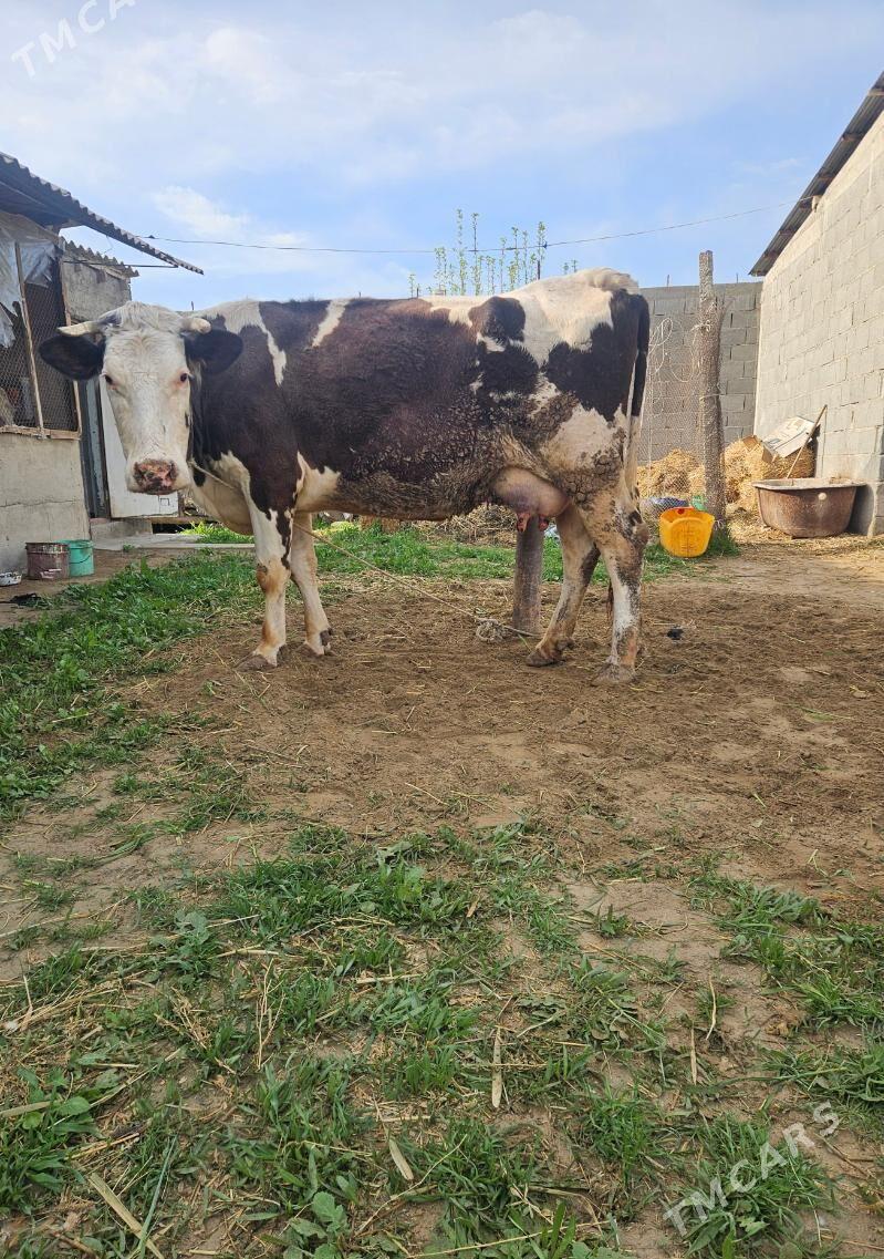 Goleli gygyr - Gökdepe - img 1