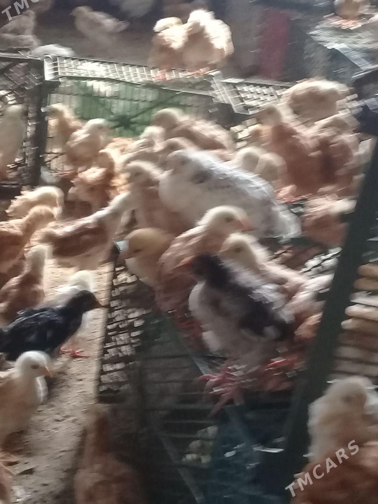 3 ay bolan jujeler - Шабатский этрап - img 1