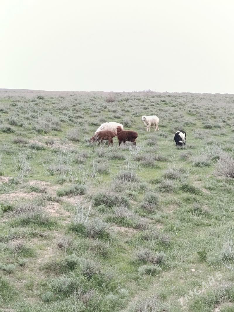 Guzuly goyun - Гызыларбат - img 1