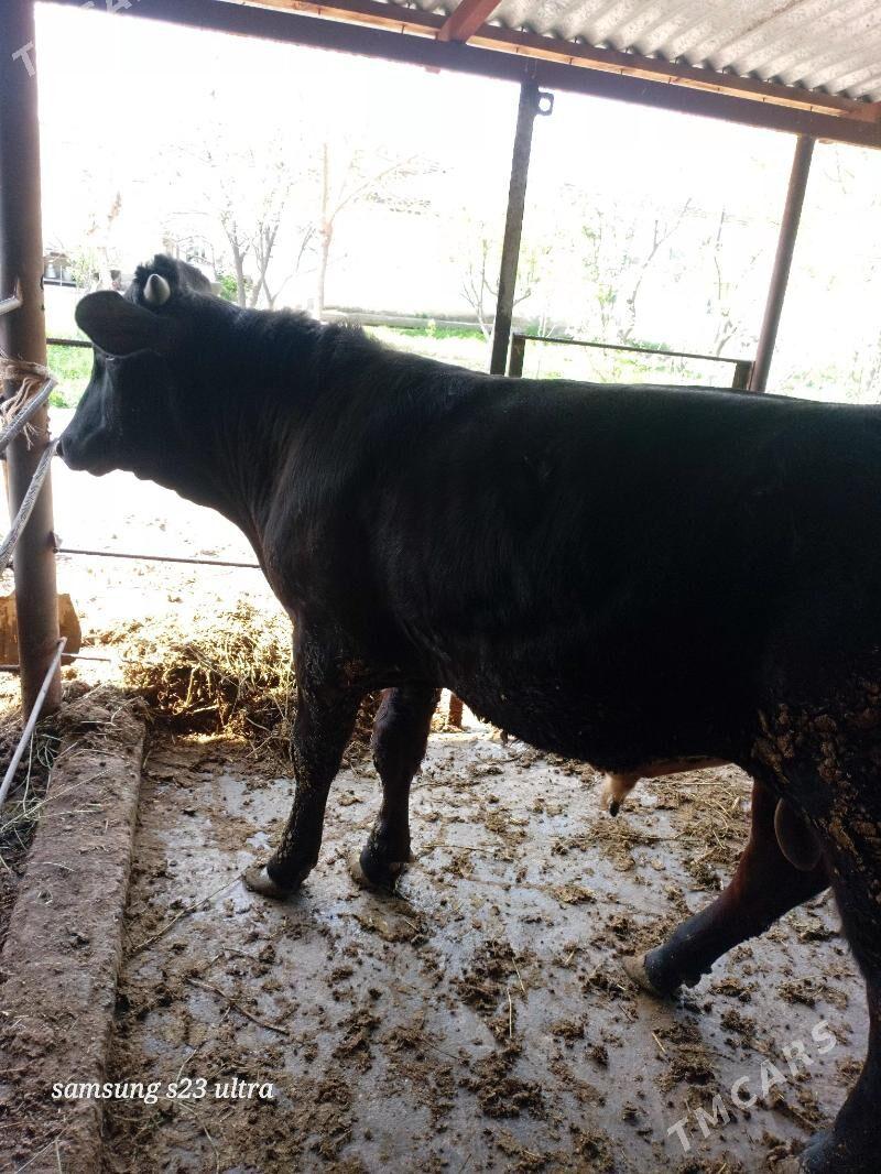 Gibrit okuz - Bäherden - img 1