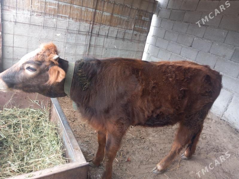 tuwe - Бахарден - img 1