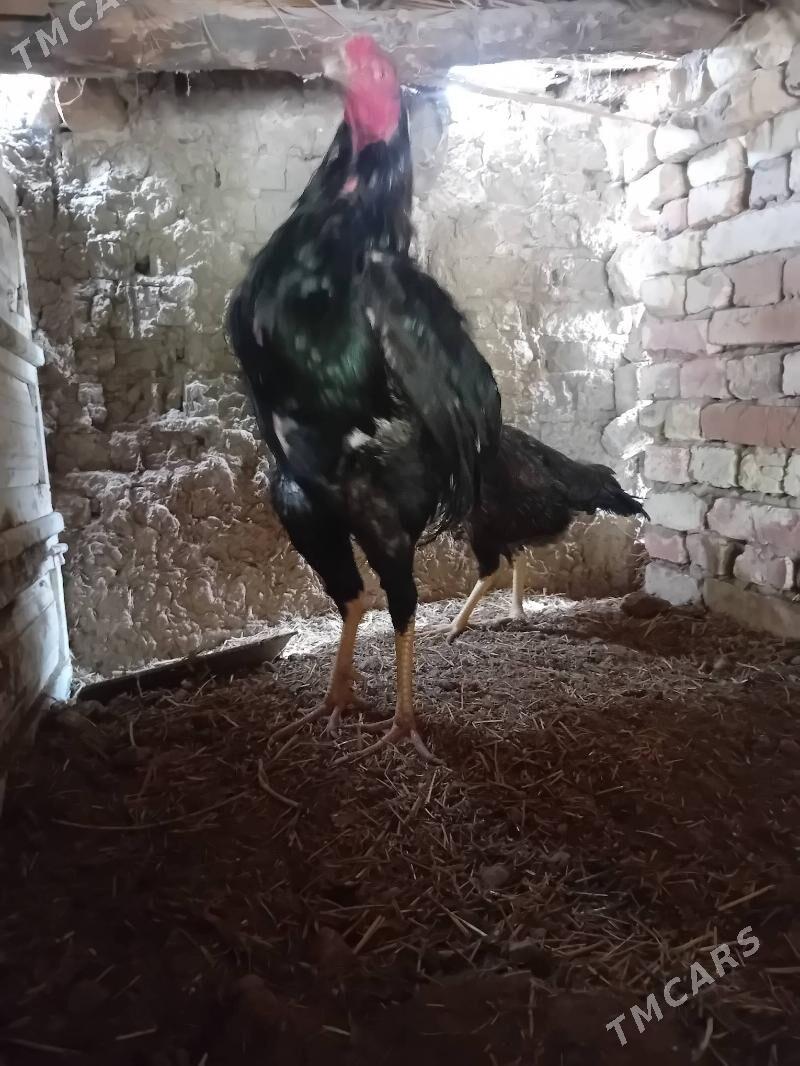 horaz - Векильбазар - img 1