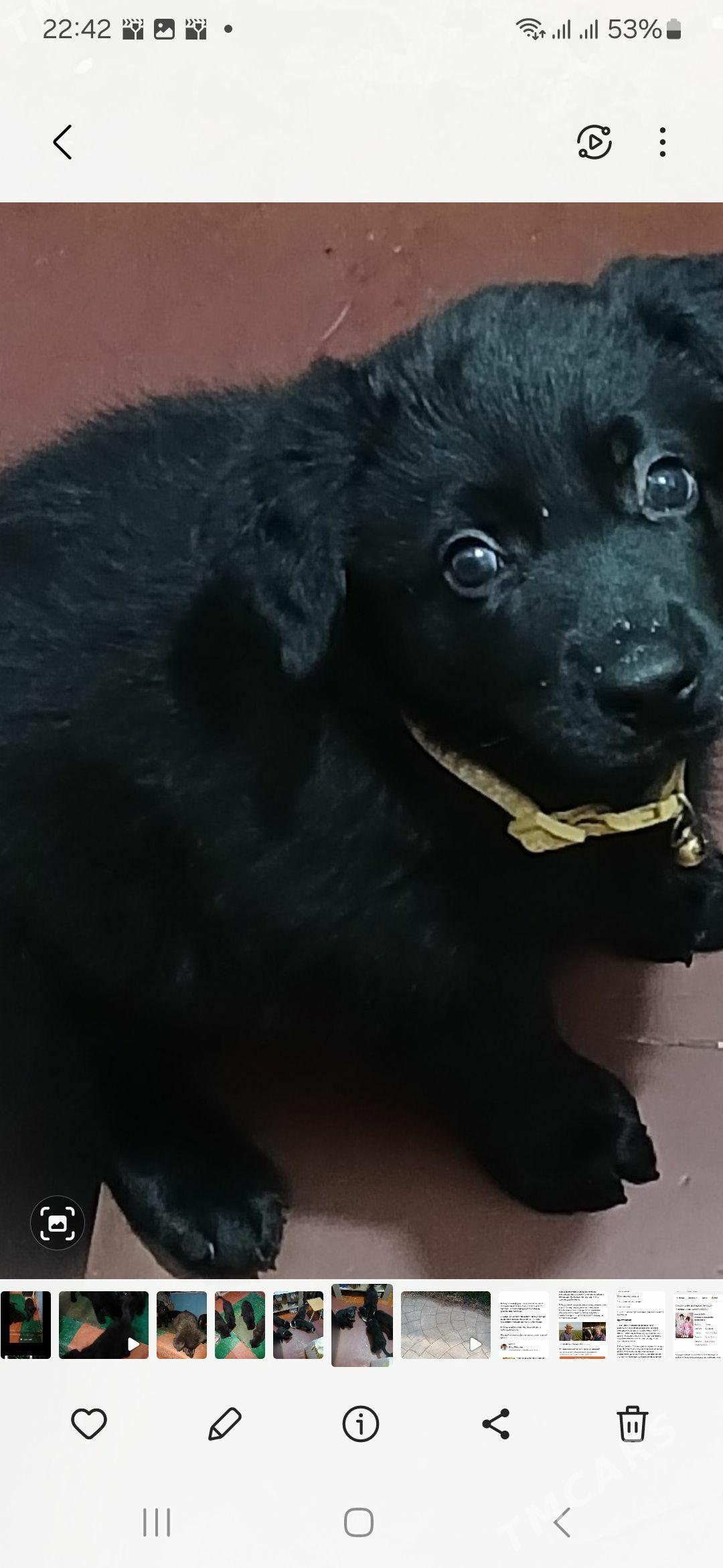 овчарка - Türkmenabat - img 1