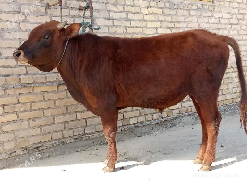 öküz - Чарджоу - img 1