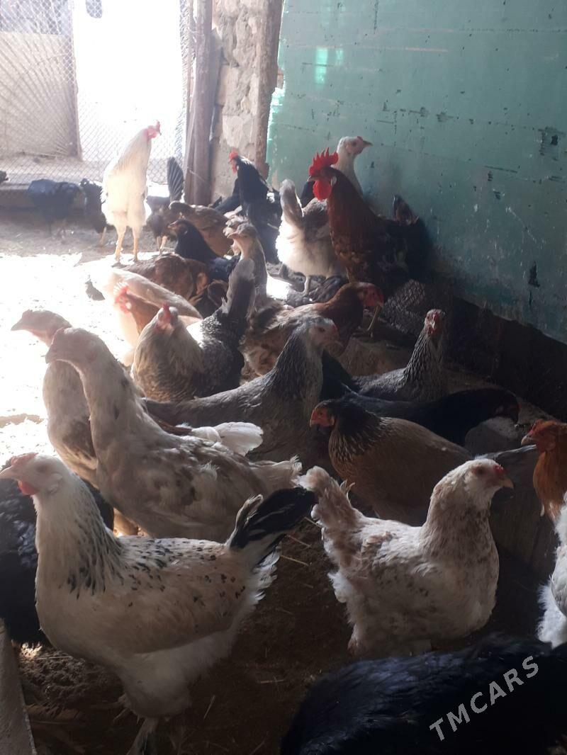 TOWUK - Гумдаг - img 1