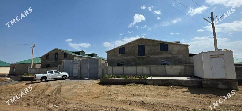 Satlyk jay - Ak bugdaý etraby - img 1