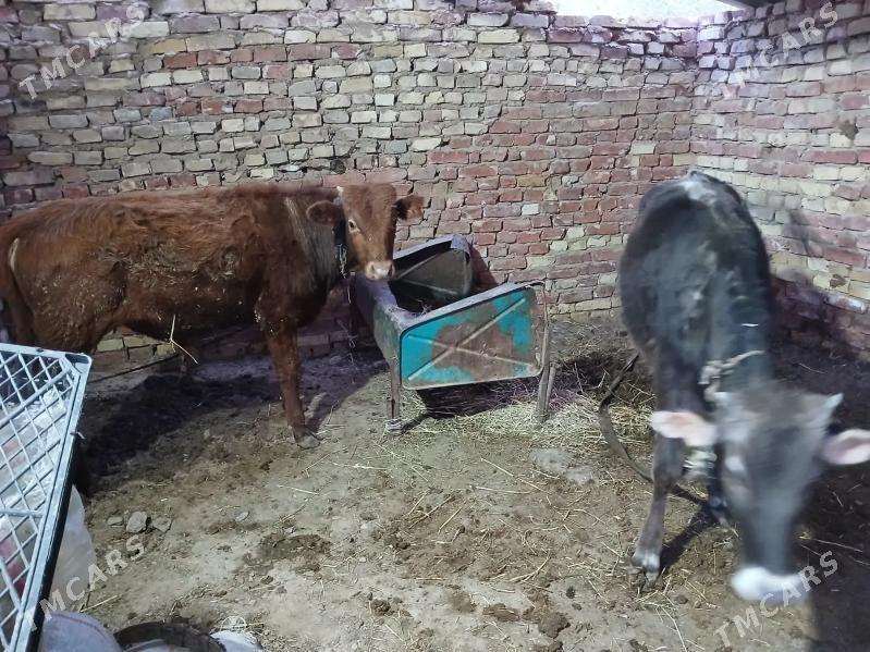 Okuz - Кака - img 1