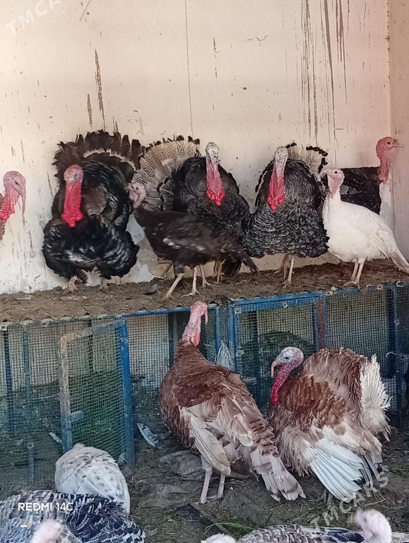 erkek indyuk, kürk indyuk - Туркменабат - img 1