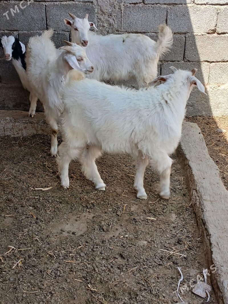 cewis - Aşgabat - img 1