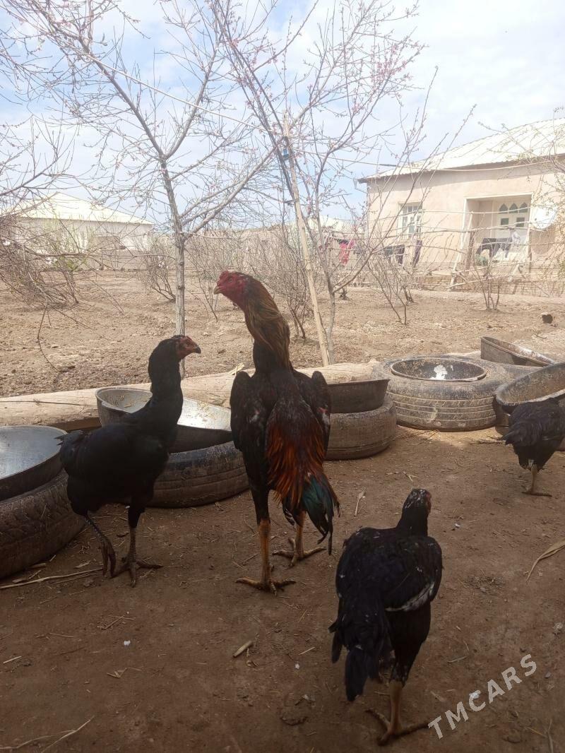 Хороз - Гороглы (Тагта) - img 1