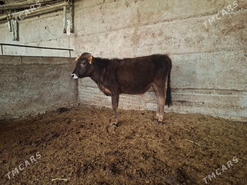 okuz - Гёкдепе - img 1