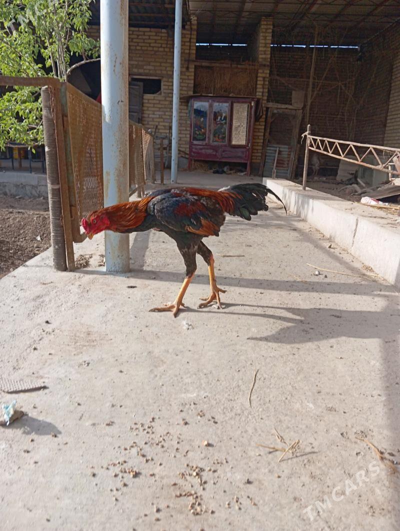 horaz - Сакар - img 1