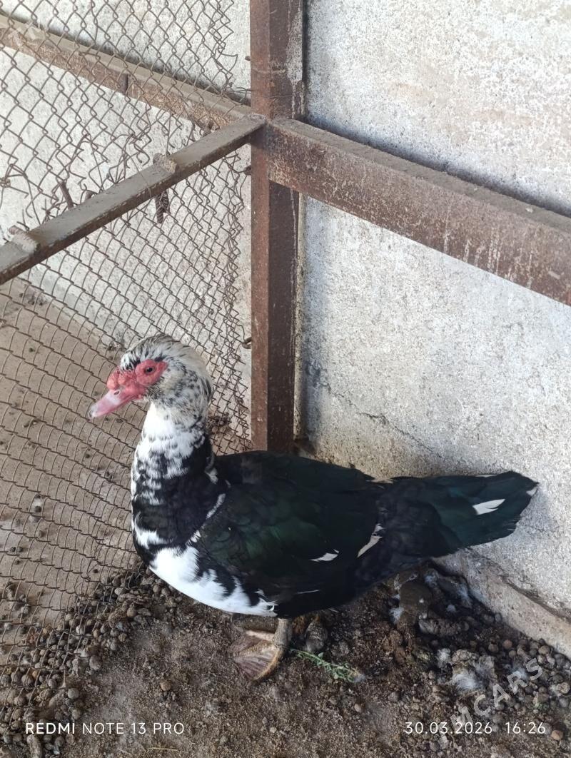 ordek (indautka) - Туркменбаши - img 1