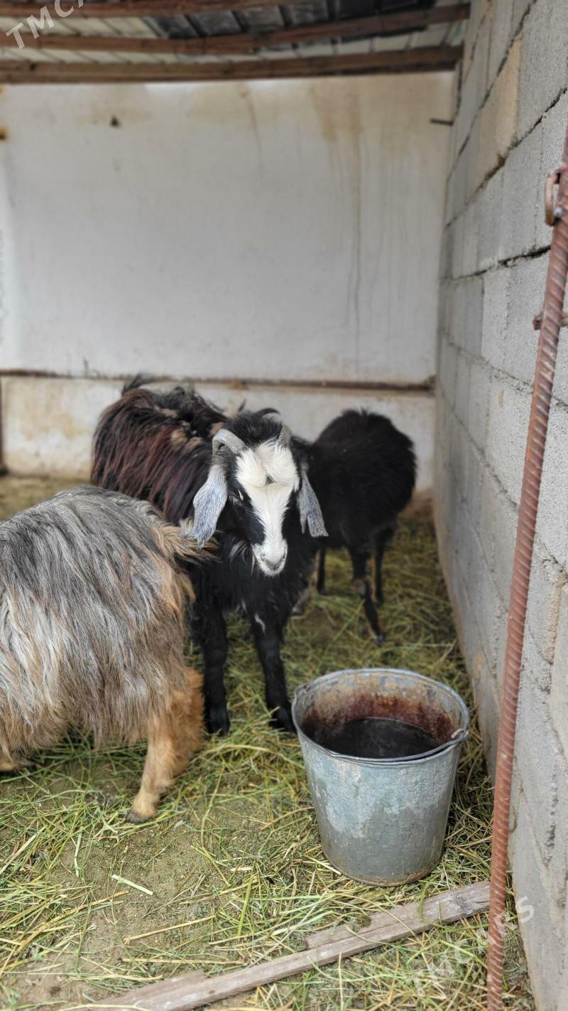 dayow cebis erkec - Ак-Бугдайский этрап - img 1