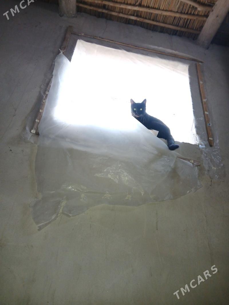 pishik - Шабатский этрап - img 1