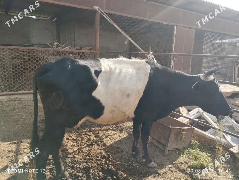 sygyr - Wekilbazar - img 1