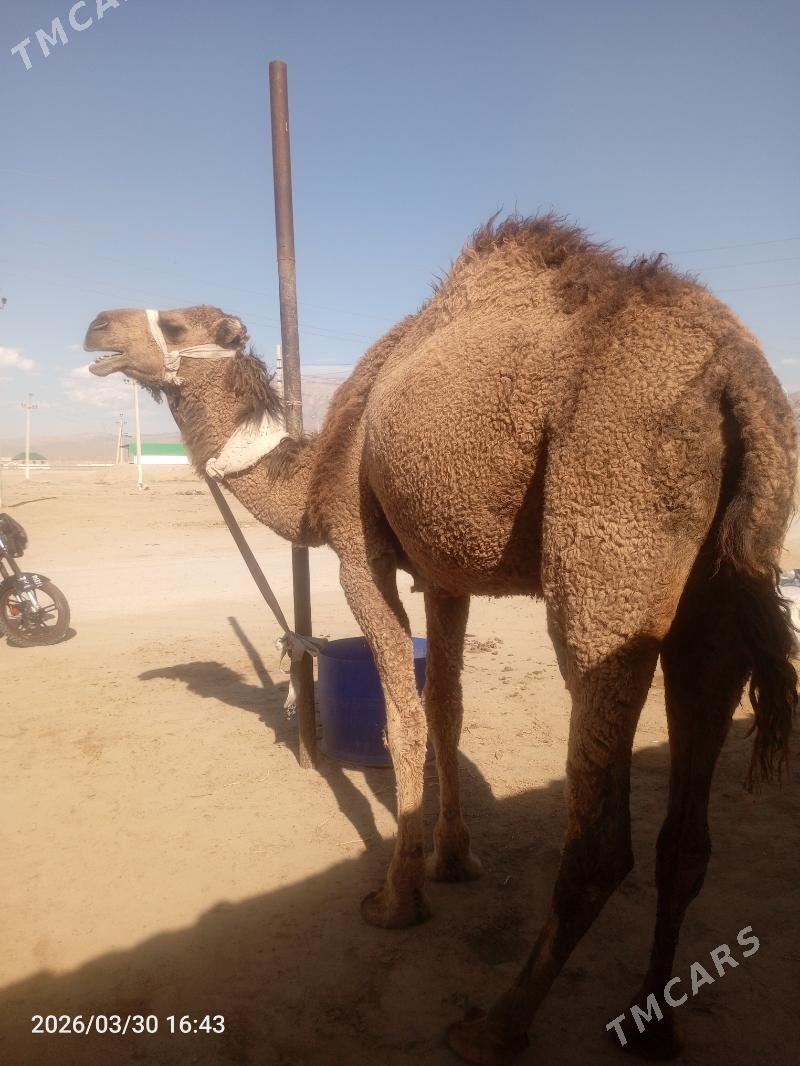 1 botlan duye kosekli - Джебел - img 1