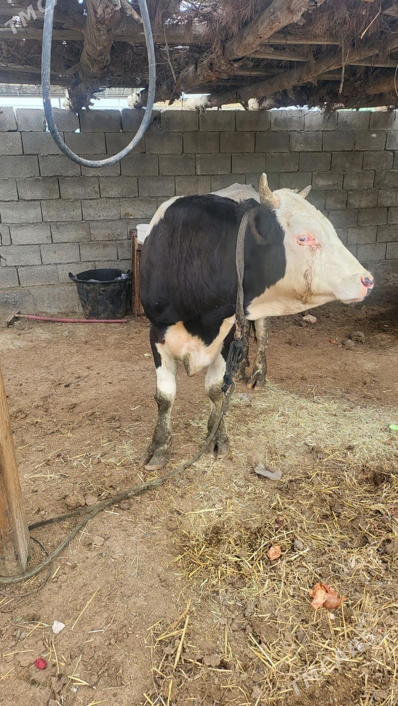 okuz - Гёкдепе - img 1