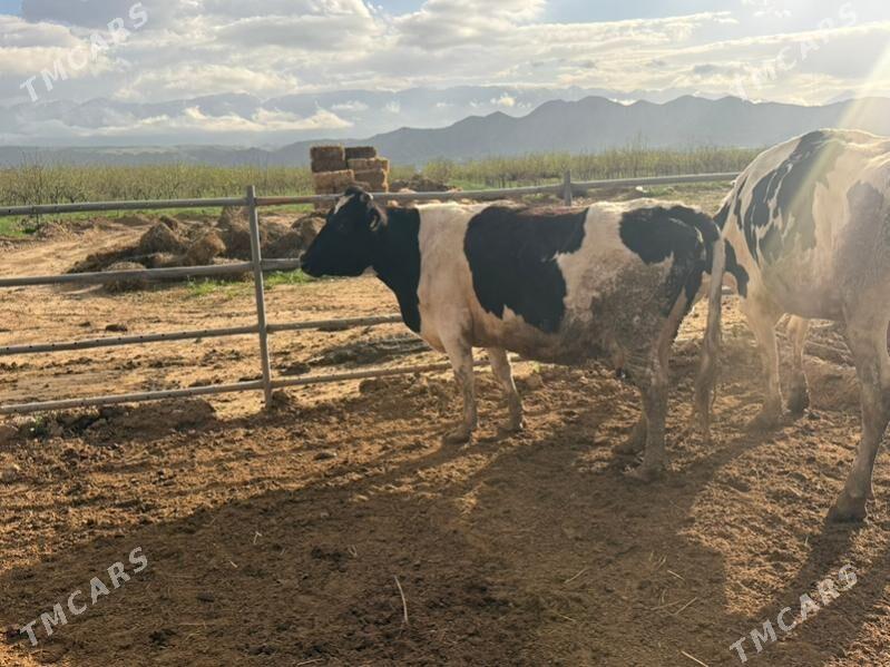 galeştyin tuwe - Херрикгала - img 1