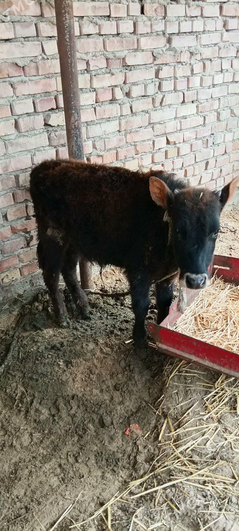 okuz - Bäherden - img 1