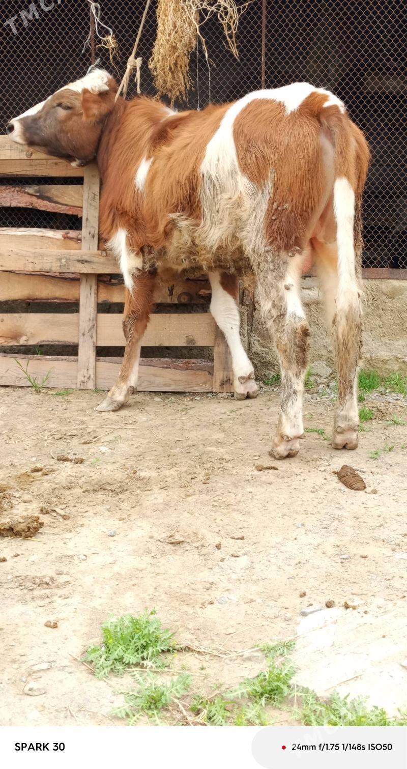 okuz - Бахарден - img 1