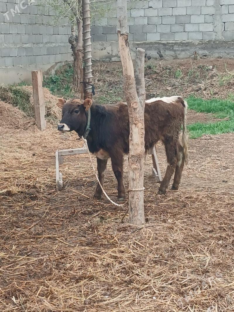 Okuz - Гёкдепе - img 1