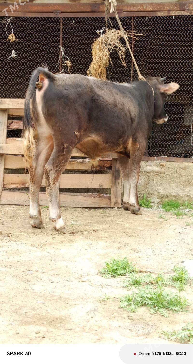 okiz - Бахарден - img 1