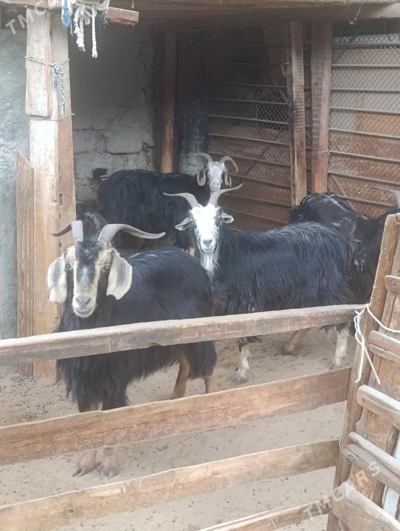 GEÇI - Hitrowka - img 1