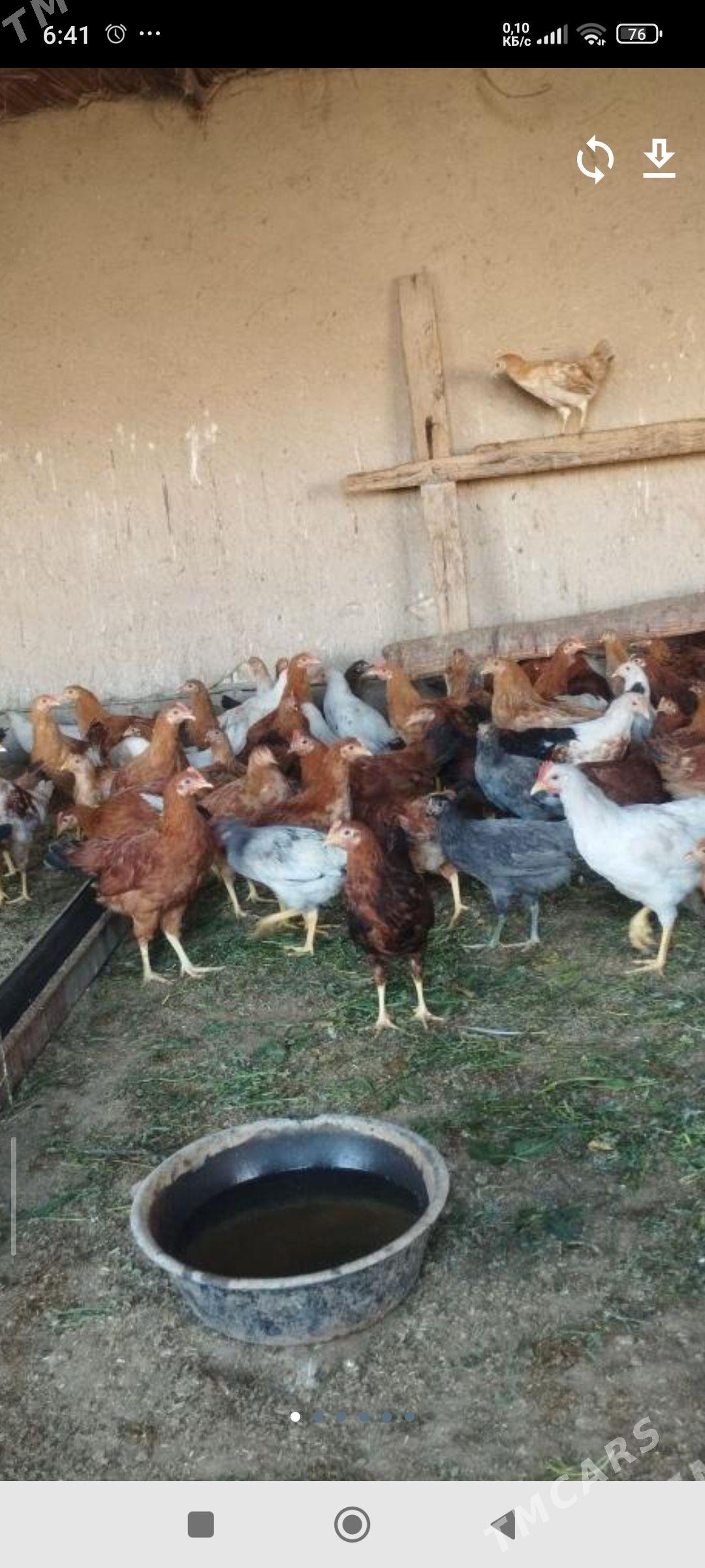 towuk jüyje - Халач - img 1