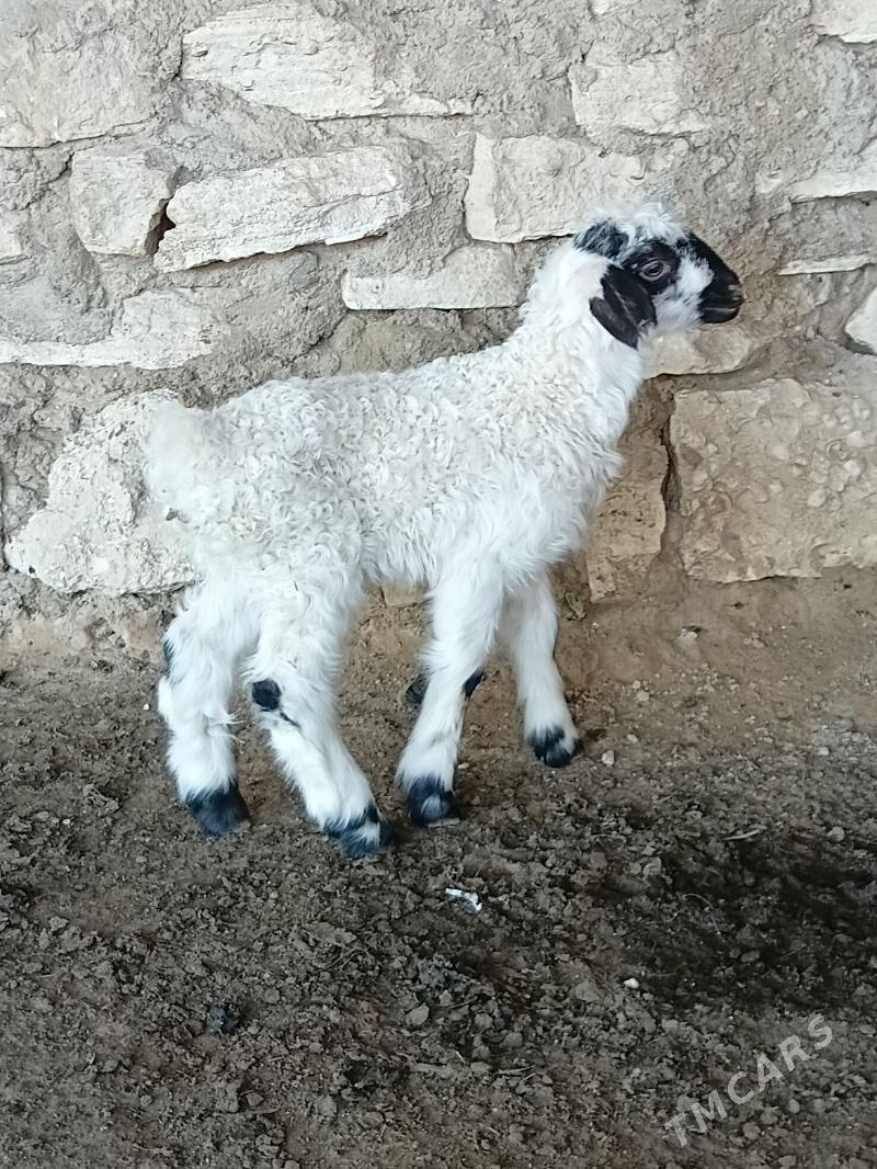 Guzi owlak - Туркменбаши - img 1