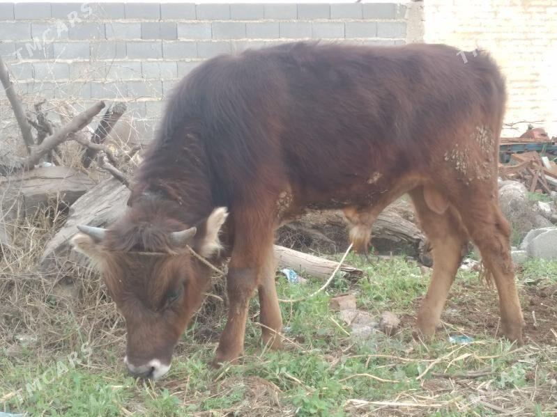 şwes öküz - Bäherden - img 1