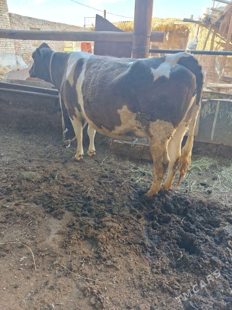 sygyr - Türkmenabat - img 1