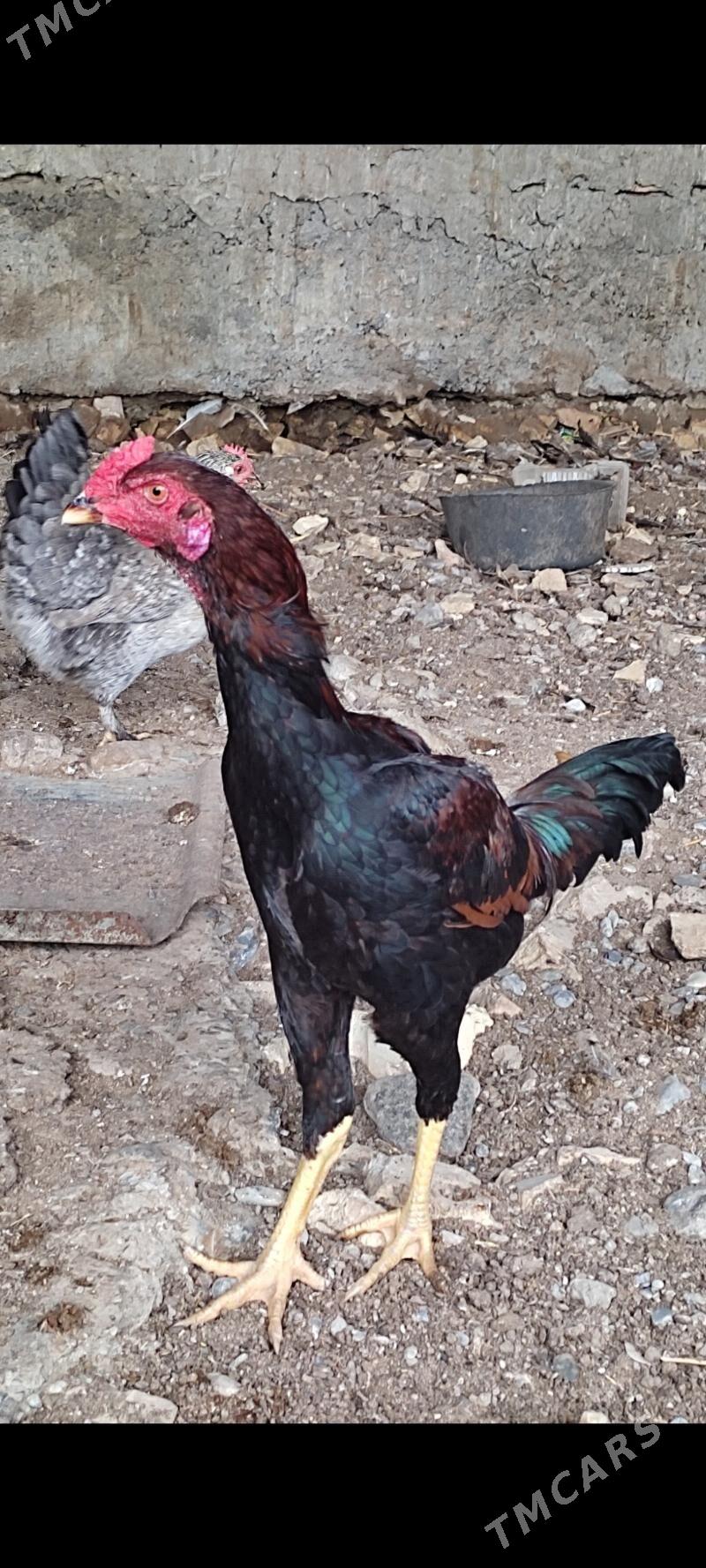 Taskent horaz - Гёкдепе - img 1