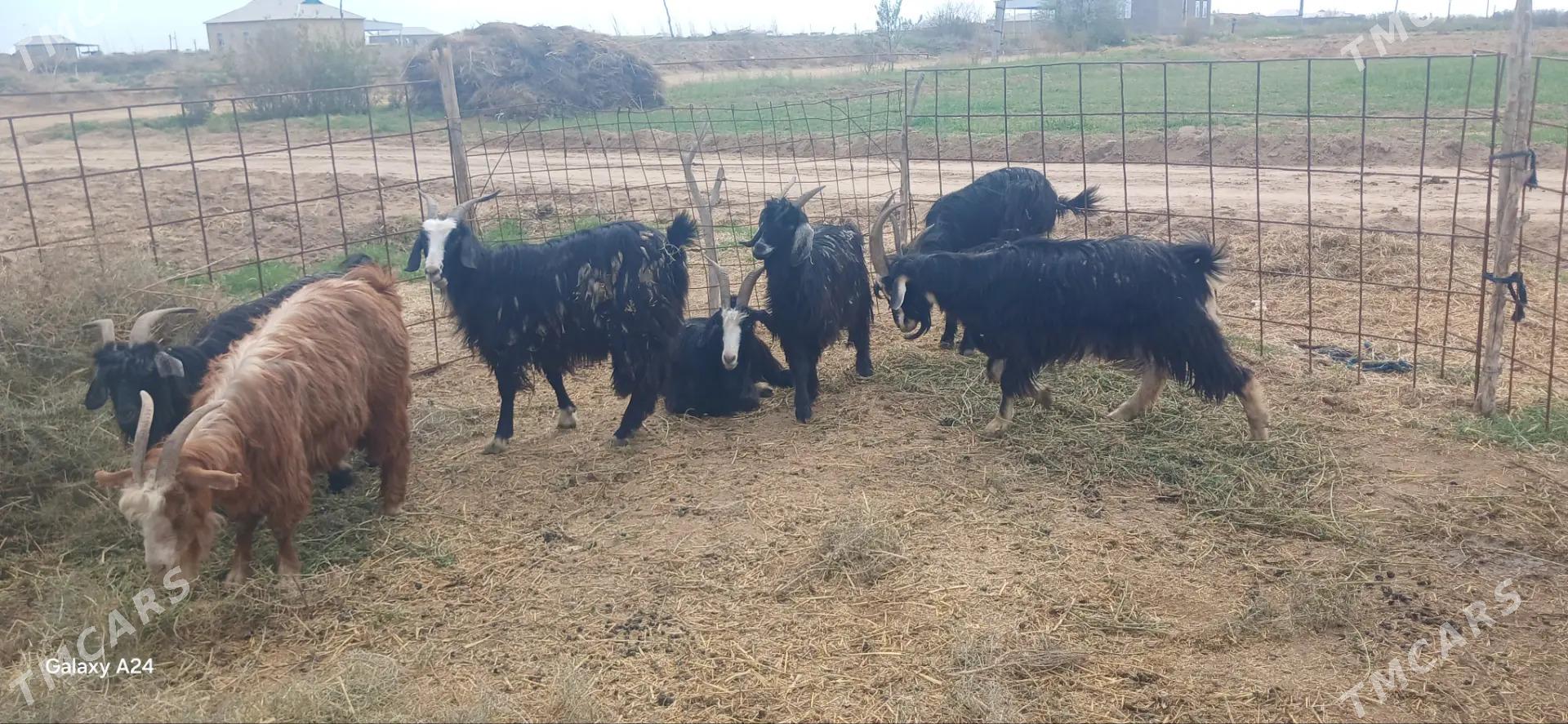 Geciler - Ёлётен - img 1