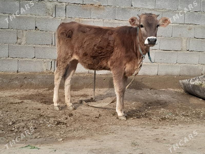 siwes tuwe - Бахарден - img 1