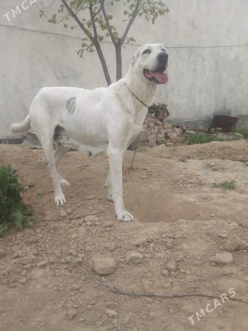 alabay it - Херрикгала - img 1