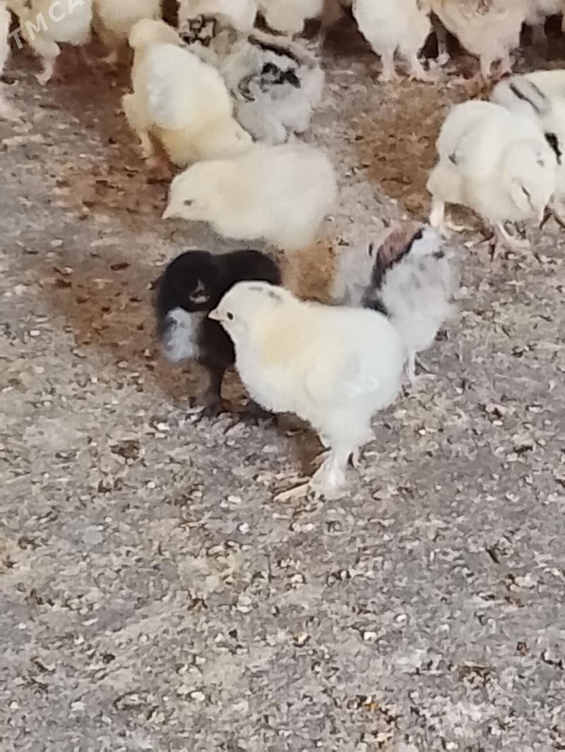 juje balhar - Änew - img 1