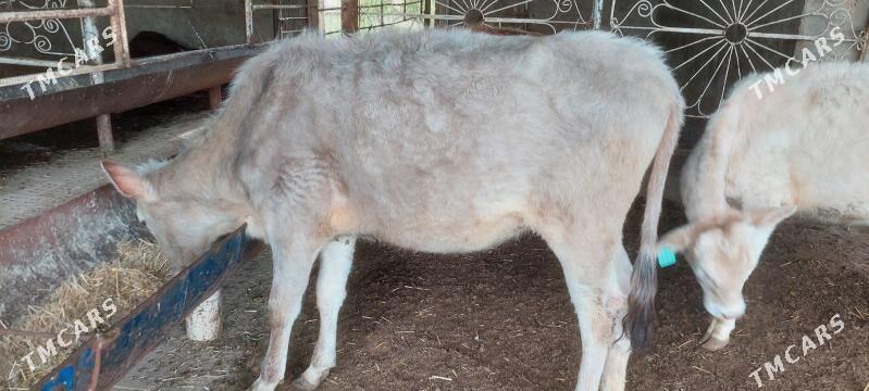 gulajynlar - Murgap - img 1