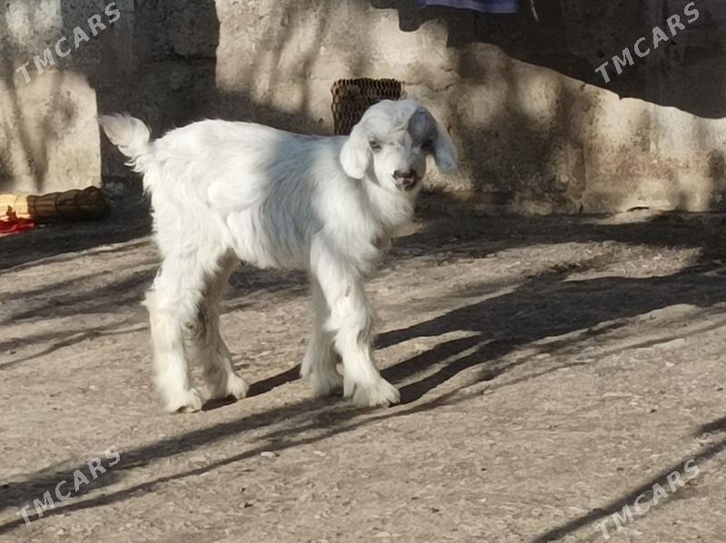 Owlakly geci - Dänew - img 1