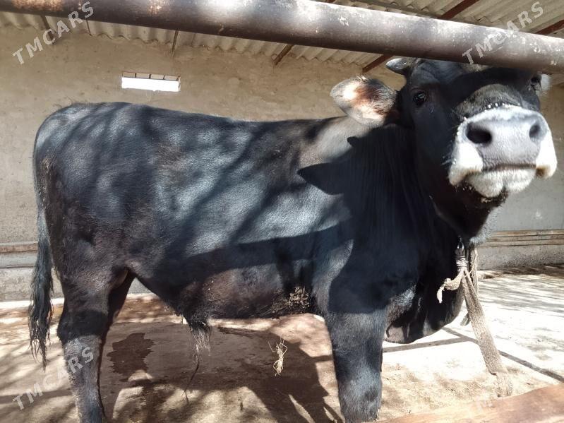 okuz - Babadaýhan - img 1