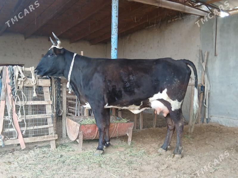 goleli - Векильбазар - img 1