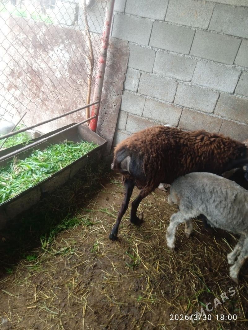 Goŷun - Gökdepe - img 1