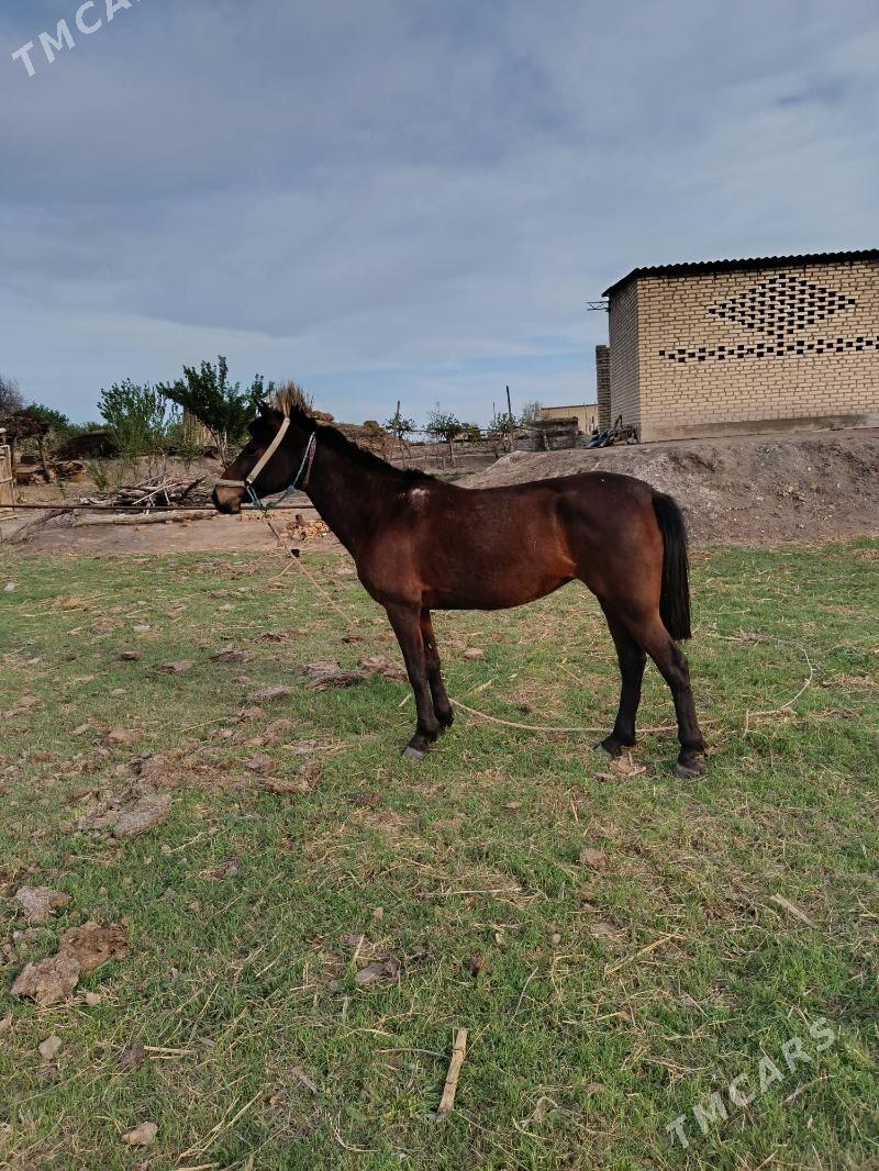 at - Garabekewül - img 1