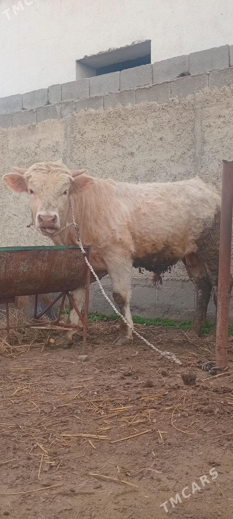 öküz - Анев - img 1