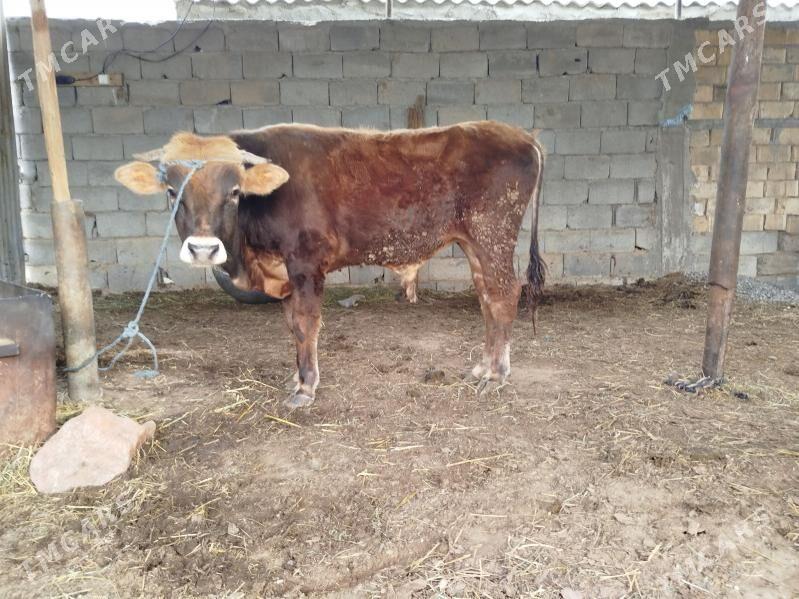 okuz - Aşgabat - img 1