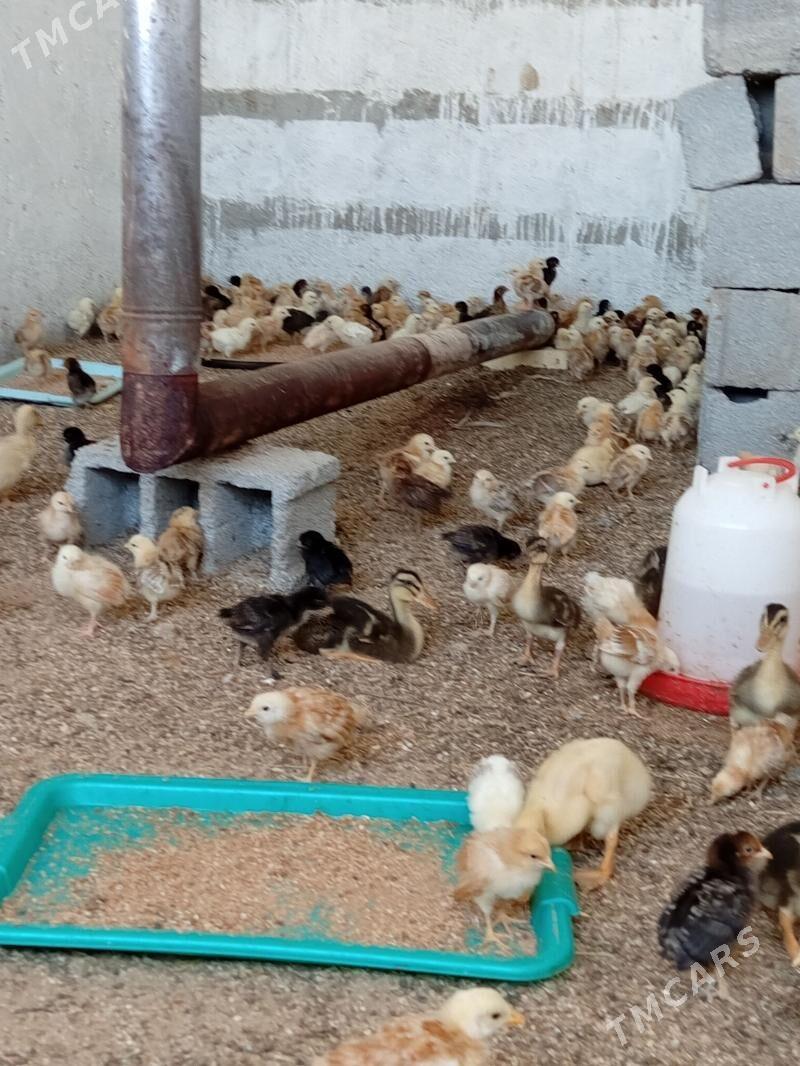 yerli juje - Bedew - img 1