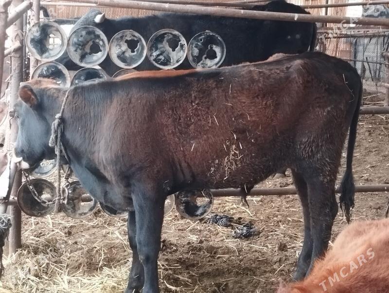 okuz 1yas meydan - Мары - img 1