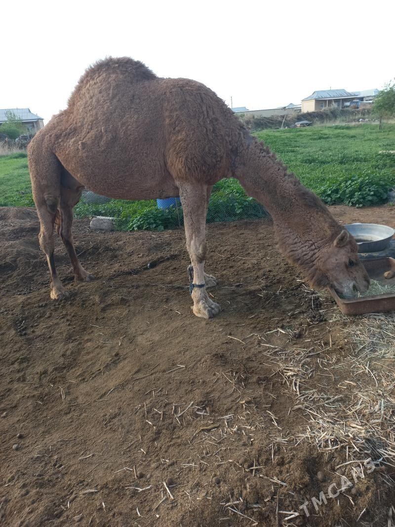 ет мал - Baýramaly - img 1