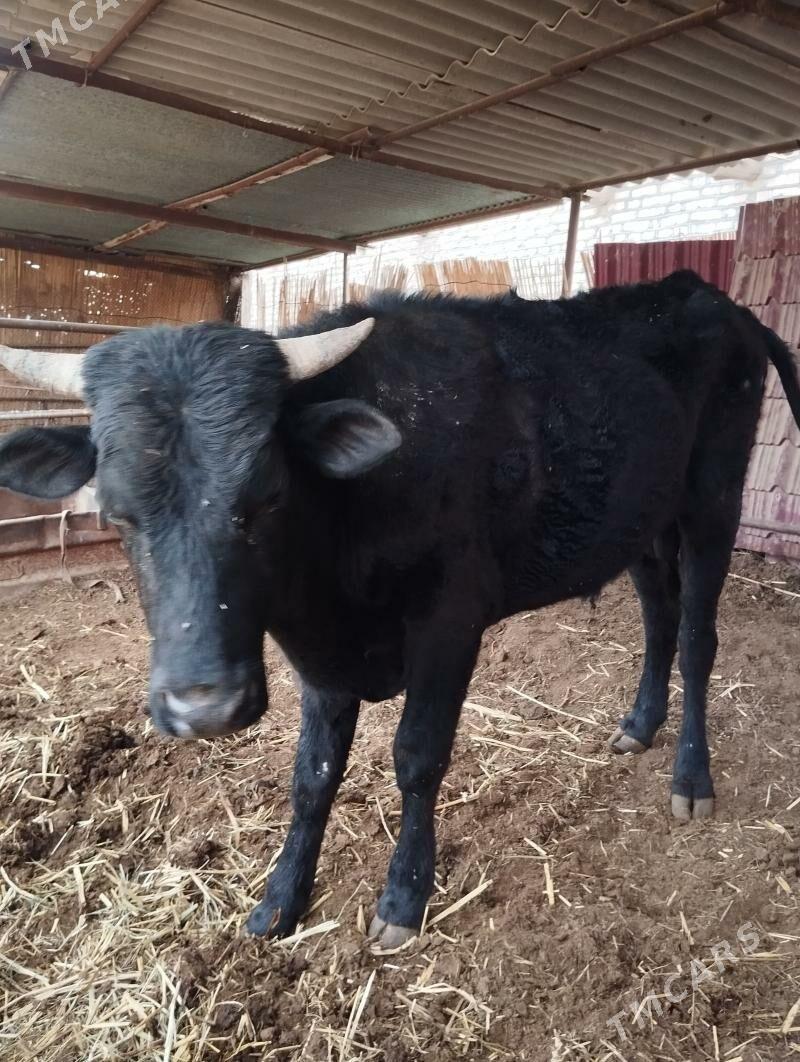 Okuz 2yas Arassa meydan - Мары - img 1